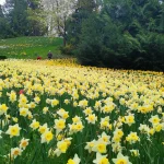 Tagesausflug  „Zur Tulpenblüte auf die Blumeninsel Mainau“