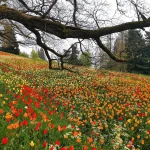 Tagesausflug  „Zur Tulpenblüte auf die Blumeninsel Mainau“