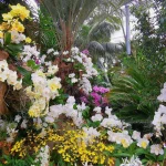 Tagesausflug  „Zur Tulpenblüte auf die Blumeninsel Mainau“